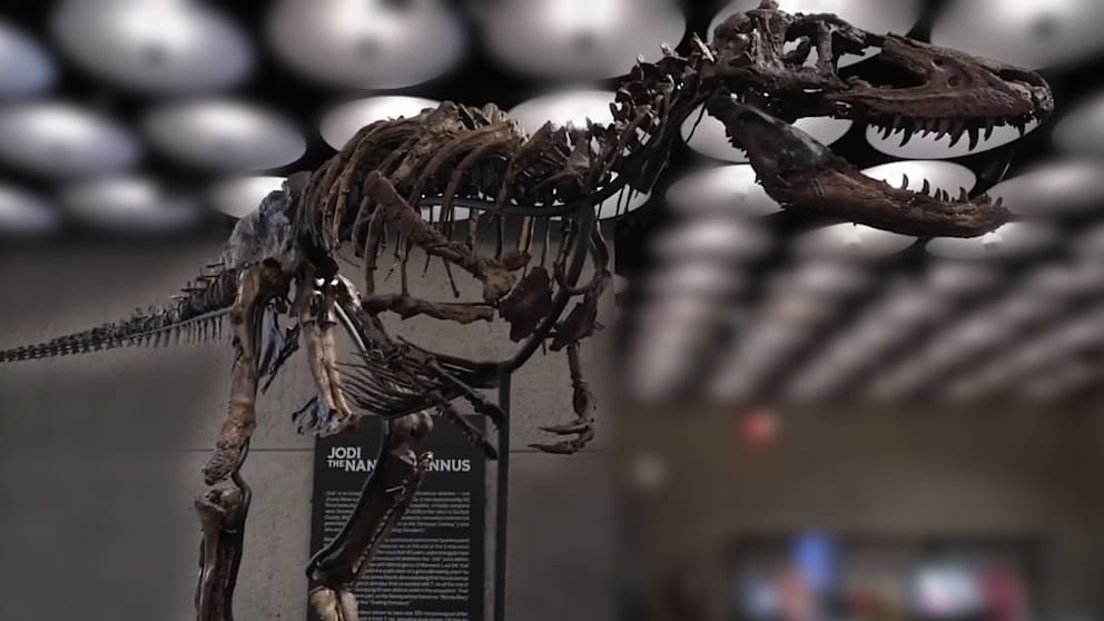 Dino-Knochen für 9 Millionen Dollar: Warum dieses Skelett so wertvoll ist