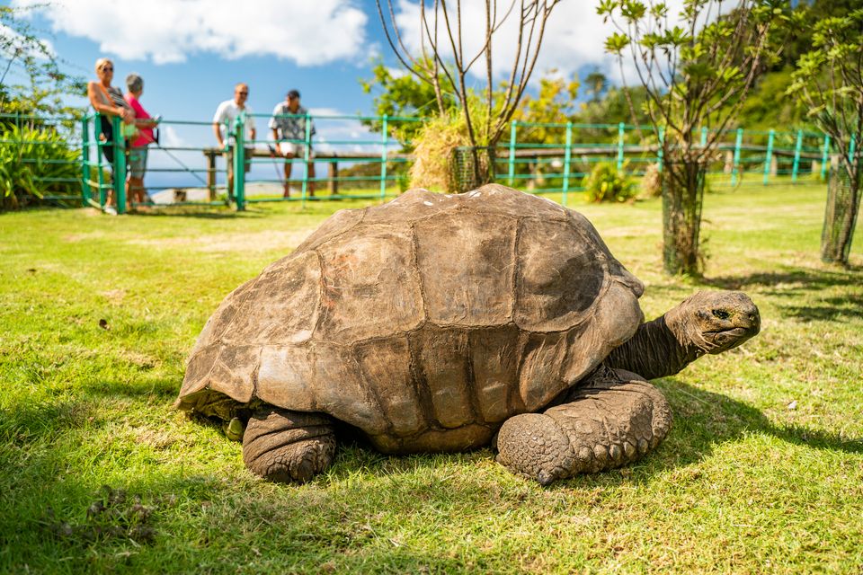 Jonathan, die älteste Riesenschildkröte und ihr Geheimnis des Alters