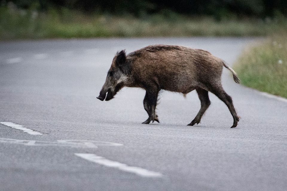 Unfall in Hessen mit Wildschweinen verursacht hohen Sachschaden