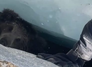 Rettung eines Bärenbabys im Himalaya-Gletscher