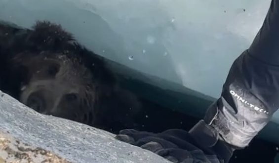 Rettung eines Bärenbabys im Himalaya-Gletscher
