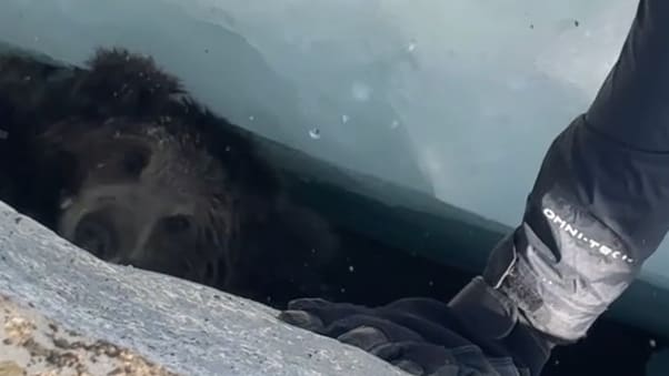 Rettung eines Bärenbabys im Himalaya-Gletscher
