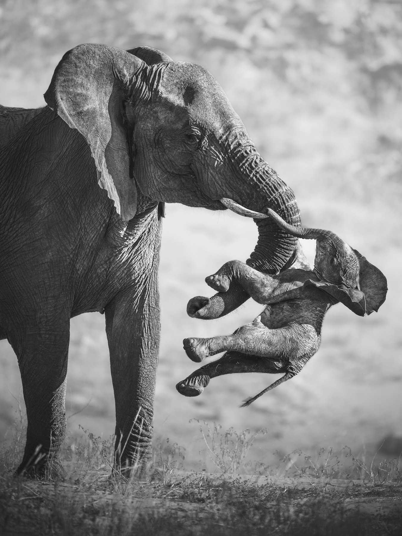 Gewinnerfoto des Wettbewerbs Wildlife Photographer of the Year