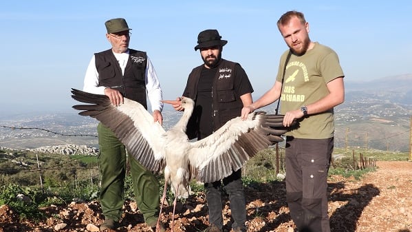 Gefährdete Weißstörche auf dem Weg nach Afrika