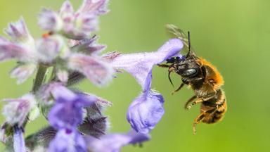 Bedeutung und Bedrohung der Biodiversität