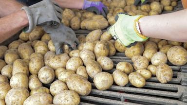 Schlechte Kartoffelernte führt zu Preissteigerungen