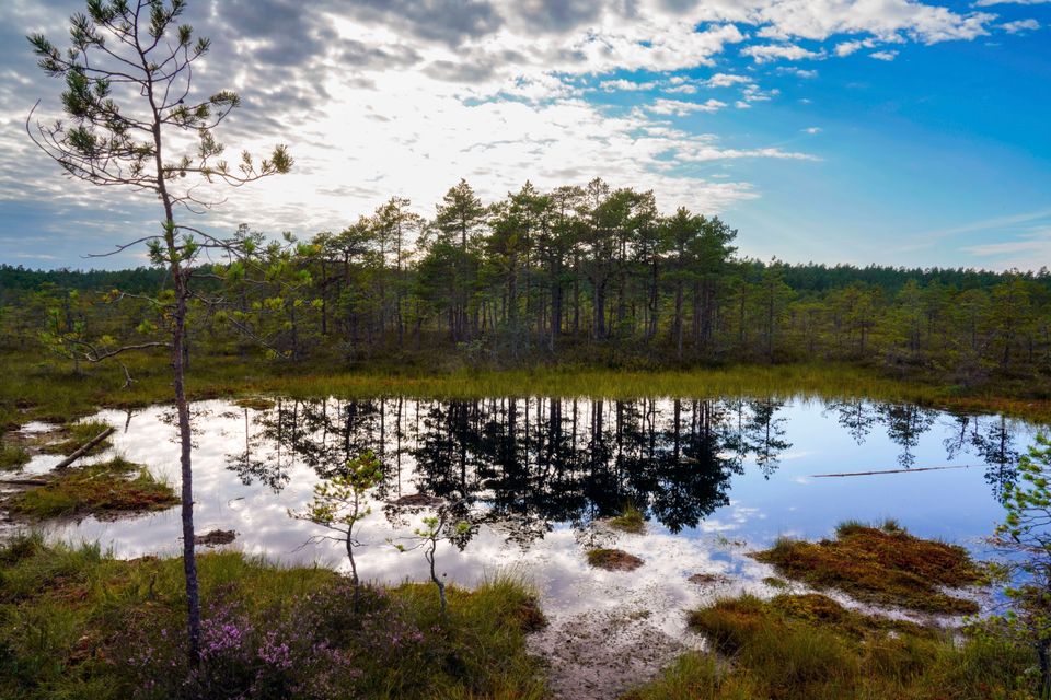 Schutz gesunder Ökosysteme: Eine doppelte Lösung für Klima- und Biodiversitätskrisen
